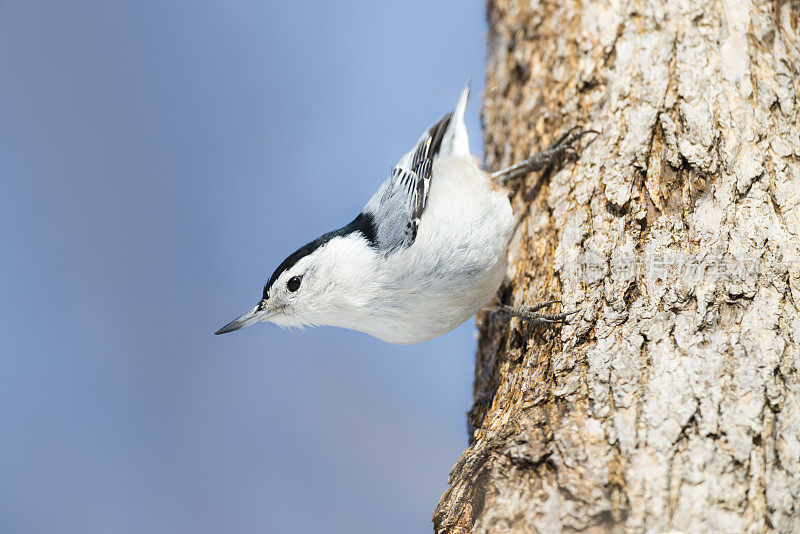 位于Sitta Carolinensis的白胸Nuthatch